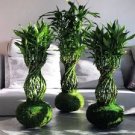 10 PCS Seeds Rainbow Lucky Bamboo Bonsai Small Potted Plants Purify Dracaena Plantas 10 PCS Seeds Rainbow Lucky Bamboo Bonsai Small Potted Plants Purify Dracaena Plantas