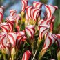 100 PCS Seeds Rainbow Oxalis Wood Sorrel Flower