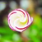 100 PCS Seeds Rainbow Oxalis Wood Sorrel Flower