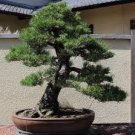 50 PCS Seeds Rainbow Pine Tree Plants Japanese Bonsai Perennial Pinus 50 PCS Seeds Rainbow Pine Tree Plants Japanese Bonsai Perennial Pinus