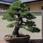 50 PCS Seeds Rainbow Pine Tree Plants Japanese Bonsai Perennial Pinus