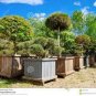 50 PCS Seeds Rainbow Pine Tree Plants Japanese Bonsai Perennial Pinus