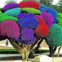 50 PCS Seeds Rainbow Pine Tree Plants Japanese Bonsai Perennial Pinus