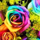 200 PCS Seeds Rainbow Rose Seeds Rare Colorful Flower Potted Plant Garden Bonsai