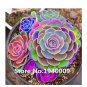 100 PCS Seeds Rainbow Succulent Bonsai Seedling Perennial Office Min