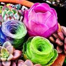 100 PCS Seeds Rainbow Succulent Bonsai Seedling Perennial Office Mini Bonsai