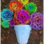 100 PCS Seeds Rainbow Succulent Bonsai Seedling Perennial Office Mini Bonsai