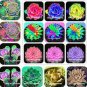 100 PCS Seeds Rainbow Succulent Bonsai Seedling Perennial Office Mini Bonsai