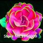 100 PCS Seeds Rainbow Succulent Bonsai Seedling Perennial Office Mini Bonsai