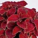 20 PCS Seeds Rainbow Superfine Red Velvet Coleus Herbs 20 PCS Seeds Rainbow Superfine Red Velvet Coleus Herbs