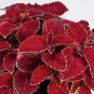 20 PCS Seeds Rainbow Superfine Red Velvet Coleus Herbs