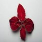 20 PCS Seeds Rainbow Superfine Red Velvet Coleus Herbs