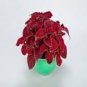 20 PCS Seeds Rainbow Superfine Red Velvet Coleus Herbs