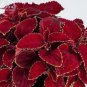 20 PCS Seeds Rainbow Superfine Red Velvet Coleus Herbs