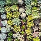 100 PCS Seeds Rainbow Succulent Bonsai Seedling Perennial Office Mini Bonsai