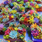 100 PCS Seeds Rainbow Succulent Bonsai Seedling Perennial Office Mini Bonsai Plant
