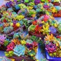 100 PCS Seeds Rainbow Succulent Bonsai Seedling Perennial Office Mini Bonsai Plant