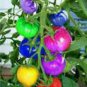 100 PCS Seeds Rainbow Tomato