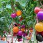 100 PCS Seeds Rainbow Tomato