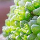 100 PCS Seeds Rainbow YuLu Bonsai