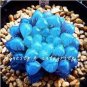 100 PCS Seeds Rainbow YuLu Bonsai