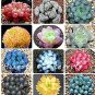 100 PCS Seeds Rainbow YuLu Bonsai