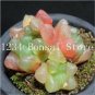 100 PCS Seeds Rainbow YuLu Bonsai, Potted Succulents Fleshy Shining Green