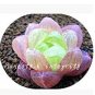 100 PCS Seeds Rainbow YuLu Bonsai, Potted Succulents Fleshy Shining Green