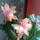 200 PCS Seeds Rainbow Zygocactus Truncatus 200 PCS Seeds Rainbow Zygocactus Truncatus