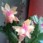 200 PCS Seeds Rainbow Zygocactus Truncatus