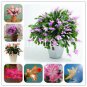 200 PCS Seeds Rainbow Zygocactus Truncatus