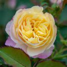 1800 PCS Seeds Rainbow, Black, Green, Blue, Pink, White, Red, Colorful Rose Shrub Flower