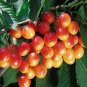 20 PCS Seeds Rainier Cherry Stratified Tree