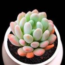 100 PCS Seeds Rainbow YuLu Bonsai, Potted Succulents Fleshy Shining Green Plants