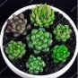 100 PCS Seeds Rainbow YuLu Bonsai, Potted Succulents Fleshy Shining Green Plants