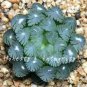 100 PCS Seeds Rainbow YuLu Bonsai, Potted Succulents Fleshy Shining Green Plants