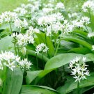 50 PCS Seeds Ramsons Wild Garlic 50 PCS Seeds Ramsons Wild Garlic