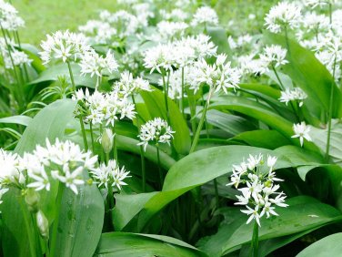 50 PCS Seeds Ramsons Wild Garlic