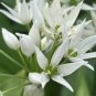 50 PCS Seeds Ramsons Wild Garlic