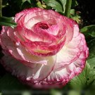 100 PCS Seeds Ranunculus asiaticus Flower Bonsai