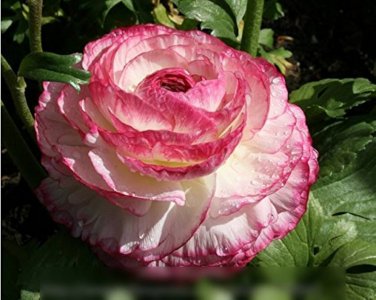 100 PCS Seeds Ranunculus asiaticus Flower Bonsai
