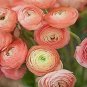 100 PCS Seeds Ranunculus asiaticus Flower Bonsai