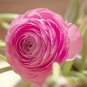 100 PCS Seeds Ranunculus asiaticus Flower Bonsai