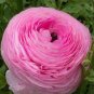 100 PCS Seeds Ranunculus asiaticus Flower Bonsai