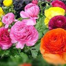 100 PCS Seeds Ranunculus asiaticus Flower Bonsai