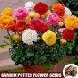 100 PCS Seeds Ranunculus asiaticus Flower Bonsai