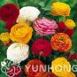 100 PCS Seeds Ranunculus asiaticus Flower Bonsai