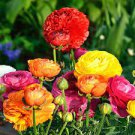 100 PCS Seeds Ranunculus Flower Plants