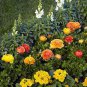 100 PCS Seeds Ranunculus Flower Plants