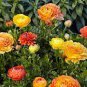 100 PCS Seeds Ranunculus Flower Plants